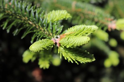 Abies numidica - jedle numidská - nové přírůstky